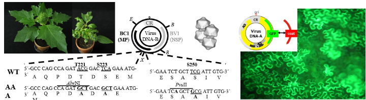 Gesunde und Geminivirus-infizierte Pflanze mit Symptomen, Genomkarte zirkuläres Virus-DNA und Mutagenese-Strategie im BC1-Gen, Geminiviruspartikel, zrirkuläre Virus-DNA mit GFP-Gen und grün-fluoreszierende Pflanzenzellen