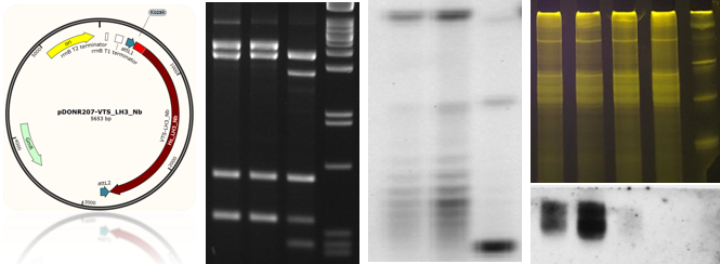 Plasmid map, DNA fragments in agarose gel, DNA detection by Southern blot, RNA separated in gel, siRNA detection by Northern blot analysis.