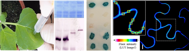 Infiltration of agrobacteria into leaves, proteins stained blue in a gel, proteins stained by immunodetection, evidence for test protein interaction by yeast cells stained blue and by fluorescence signals in plant cells.