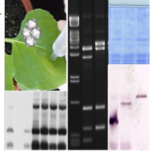Molekularbiologische Techniken, DNA und Proteine aufgretrennt in Gelen, DNA-Nachweis durch Hybridisierung, Protein-Nachweis durch Immundetektion, Proteinexpression in Pflanzen 
