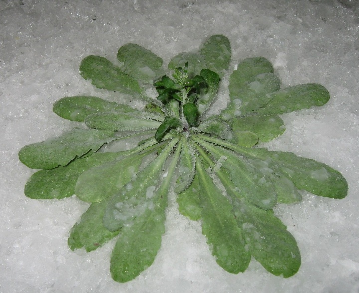 frozen Arabidopsis